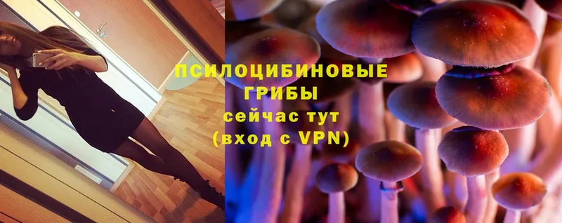 Галлюциногенные грибы Psilocybe Красновишерск